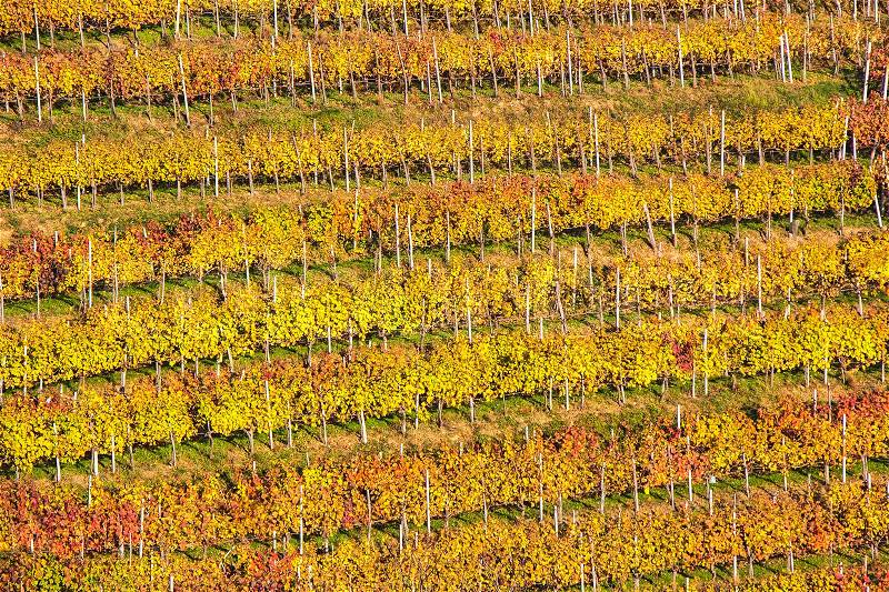 Beautiful vineyard Autumn Vineyards landscape with colorful leaves , stock photo