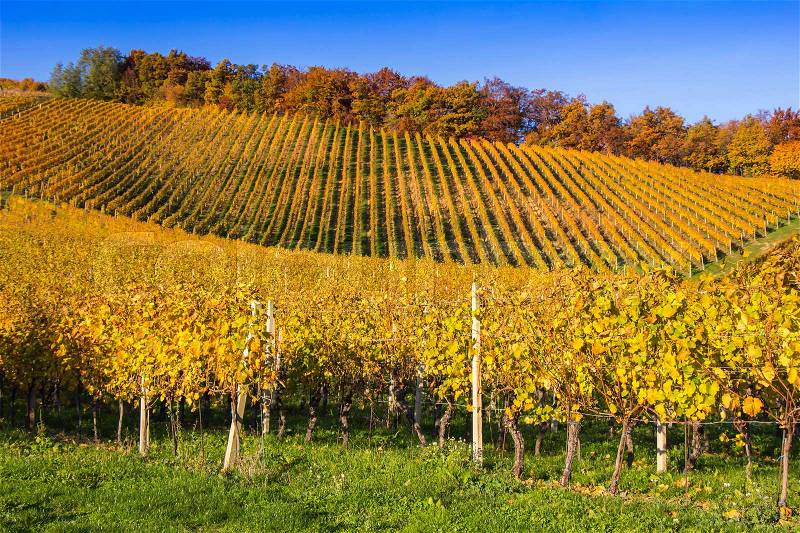Beautiful vineyard Autumn Vineyards landscape with colorful leaves, stock photo