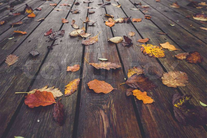 Autumn season with colorful autumn leaves in autumn colors in the fall on wet wooden planks in autumn nature, stock photo