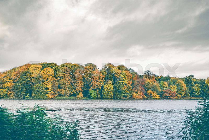 Colorful autumn trees by a lake in autumn with golden leaves in autumn colors on a cloudy day in october, stock photo