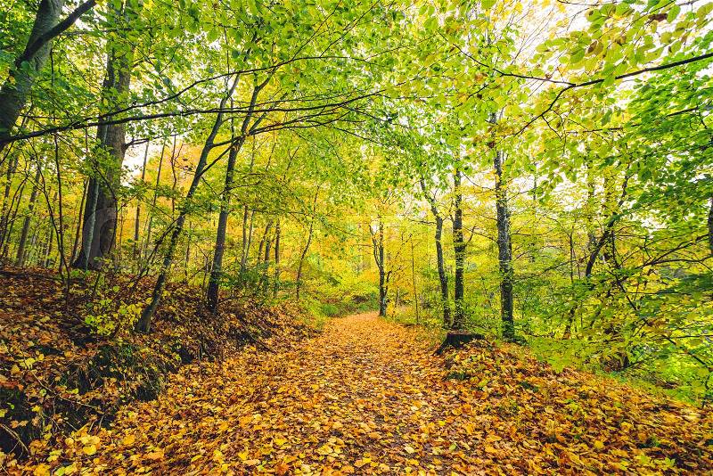 Forest trail in autumn covered with golden autumn leaves in a forest in beautiful autumn colors in bright daylight, stock photo
