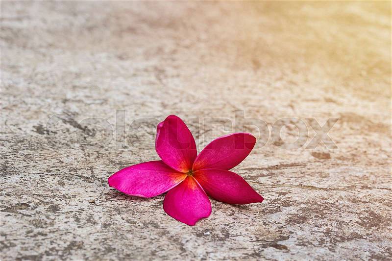 Plumeria flower copy specs on cement floor , or Frangipani tropical flowers, stock photo