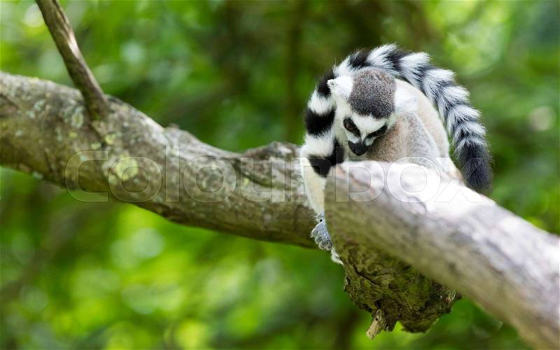 Ring-tailed lemur (Lemur catta) resting in a tree, stock photo