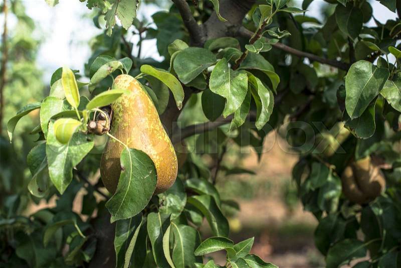 Pears in orchard. Pears on branch closeup, stock photo