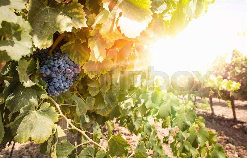 Grapes on sunset. Yellow red sun rays. Backlight sun, stock photo