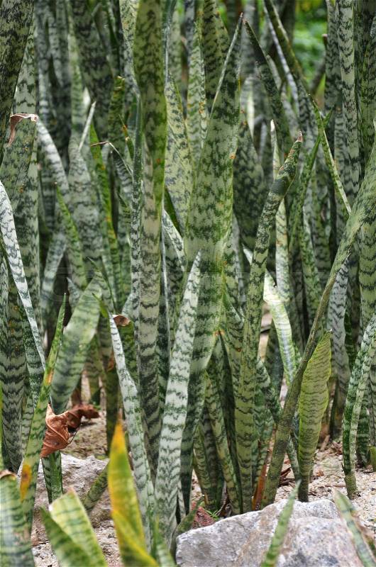 Green blades of the sansevieria, also called snake plant or mother in law\'s tongue, stock photo