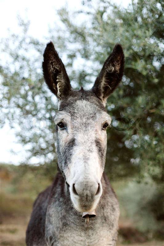 Portrait of a funny donkey with big ears in the field, stock photo