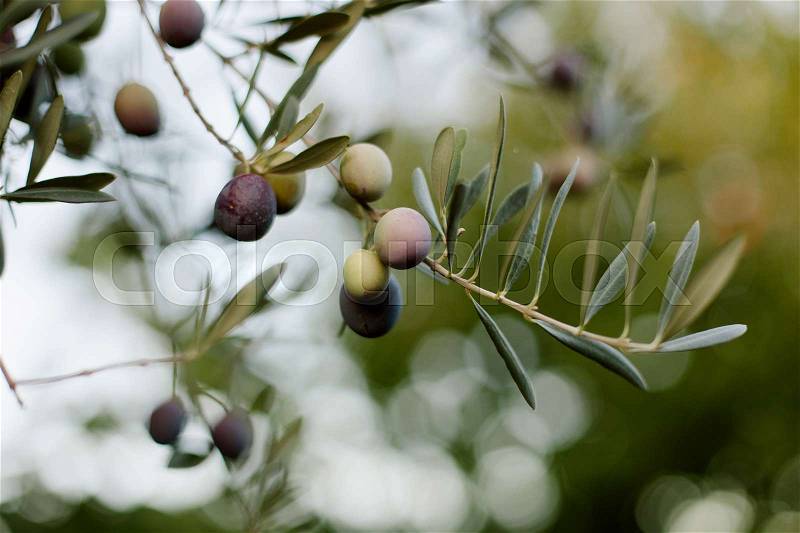 An olive branch with olives in the field, stock photo