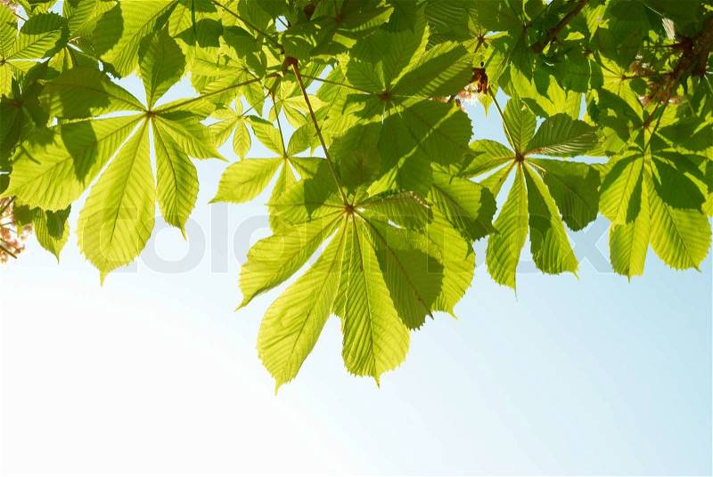 Green chestnut leaves with sunny blue sky, stock photo