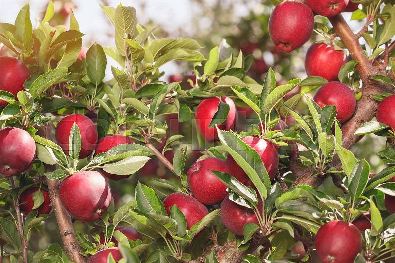 Apple tree. An apple tree full of ripe apples in an orchard, close up, stock photo