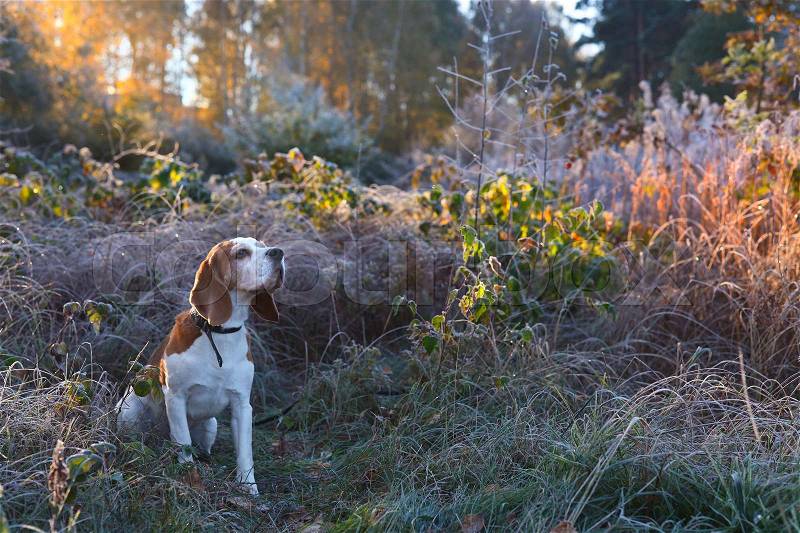 The Beagle in the early morning hunting in the autumn forest, stock photo