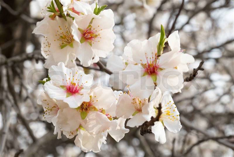 The almond tree pink flowers with branches, stock photo