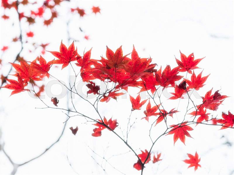 Red Japanese maple tree leaves illuminated by sunlight on white background, stock photo