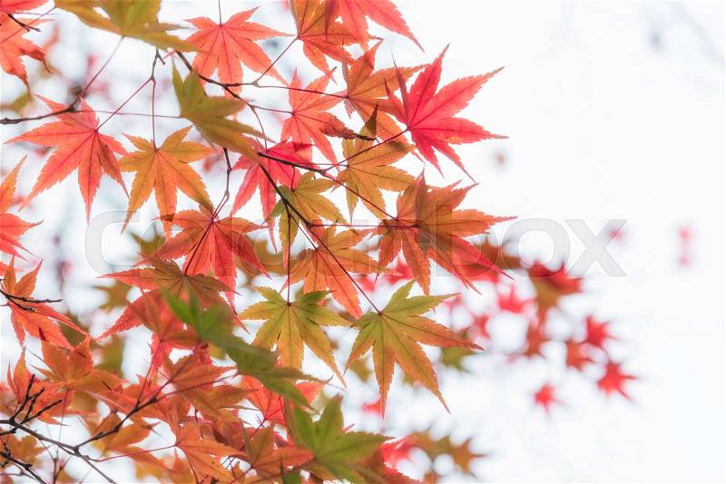Japanese maple in autumn season for background ,Lake Kinrinko Yufuin Japan, stock photo