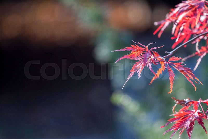 Beautiful autumn red maple leaves on dark background, stock photo