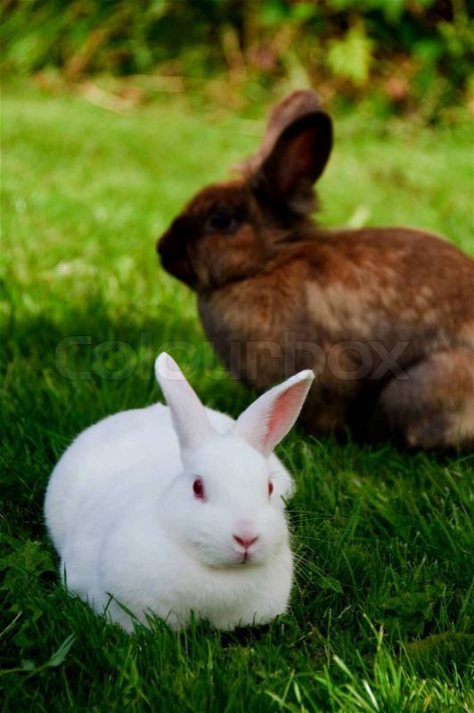 A white rabbit and a brown rabbit in the background, stock photo