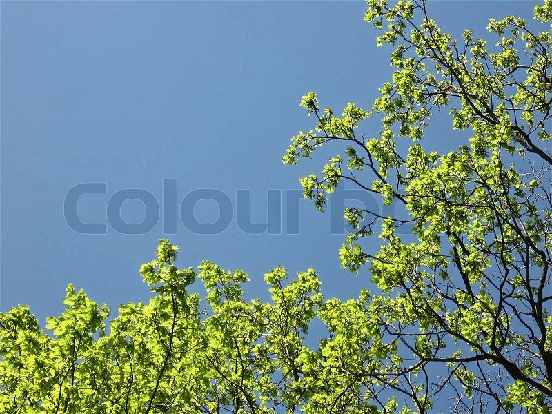 The green leaves against the blue sky, bright spring day, beautiful spring background, stock photo