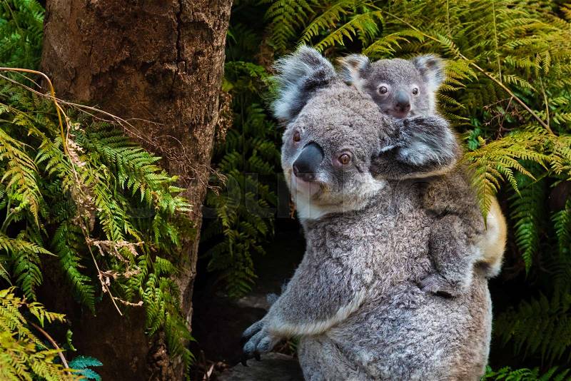 Australian koala bear native animal with baby on the back, stock photo