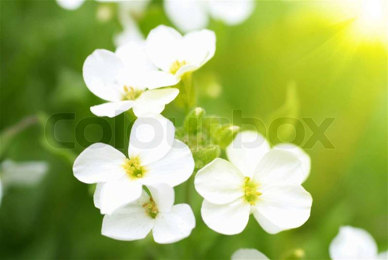 White flowers and sun on the green soft background, stock photo