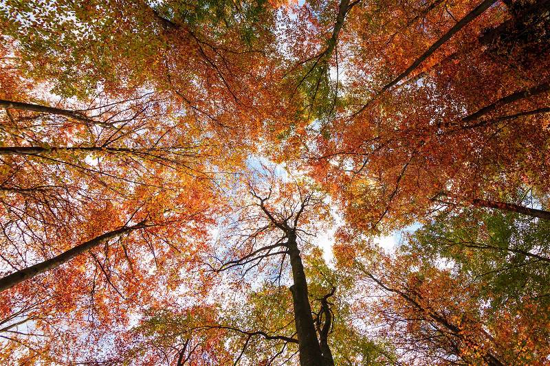 Autumn Trees Leaves. Autumn landscape, stock photo
