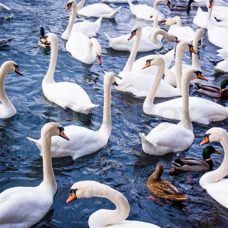 White Swans. swans on a lake. Group of swans, stock photo