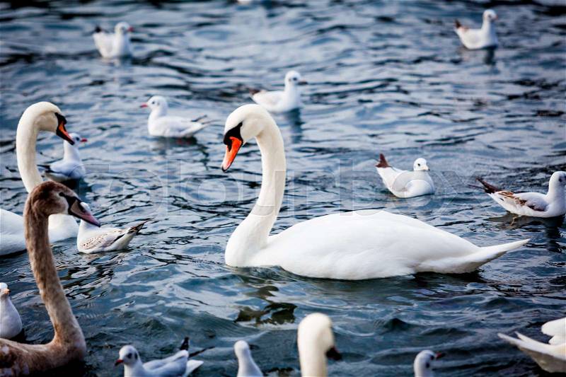 White Swan on the Lake. Swan on water. Mute swan, stock photo