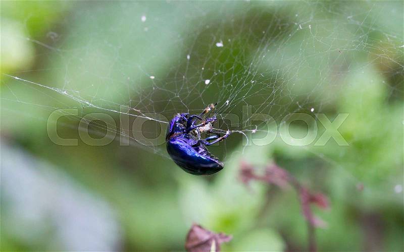 Spider catching beetle - Mummified beetle in an spider\'s web, stock photo