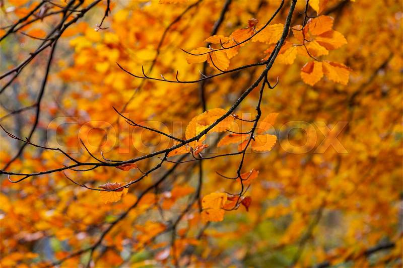 Image of bright foilage in autumn. Seasonal background. , stock photo