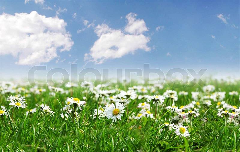 Field of daisies with bright sun on the sky, stock photo