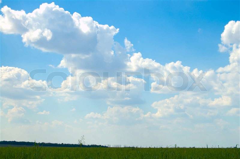 Landscape green filed the blue sky and white clouds, stock photo