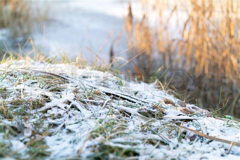 Frozen blades of grass covered with light snow or morning hoar at the edge of frozen lake, stock photo