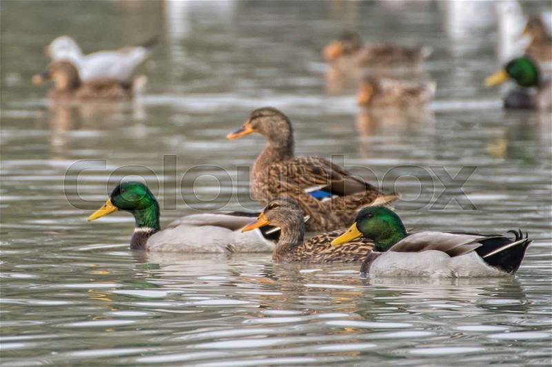 Wild ducks (Anas platyrhynchos) swim on a lake, stock photo