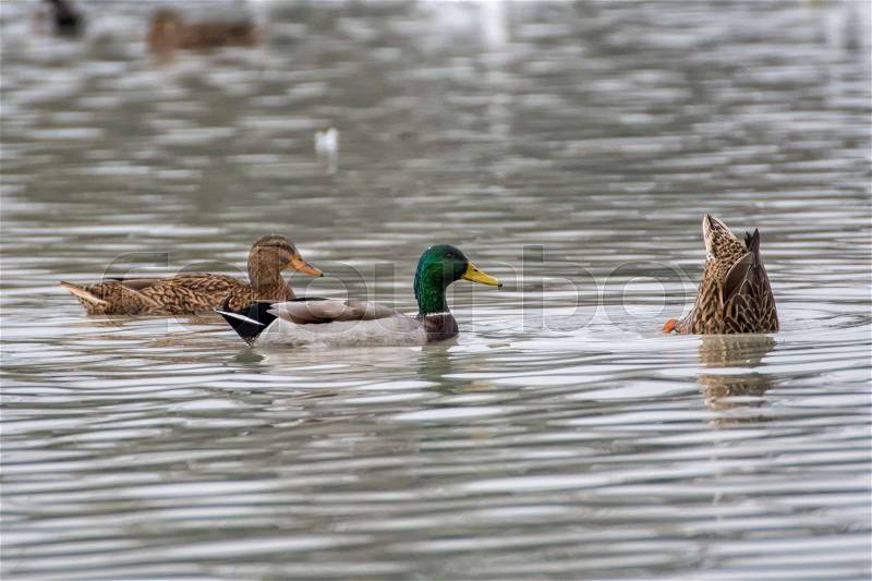 Wild ducks (Anas platyrhynchos) swim on a lake, stock photo