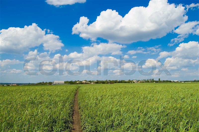 Landscape green filed the blue sky and white clouds, stock photo