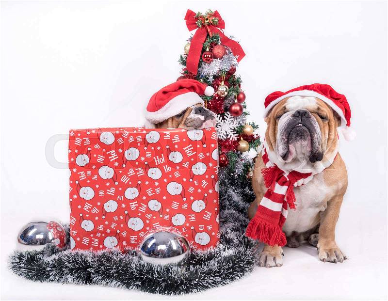 Sleeepy English bulldogs with Christmas tree,isolated on white