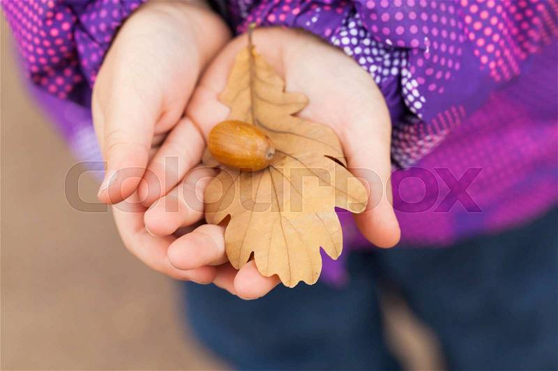 Acorn and autumnal oak leaf in child hands, closeup photo with selective focus, stock photo
