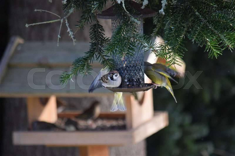 A sparrow and a green finch eating seeds at the bird feeder, stock photo