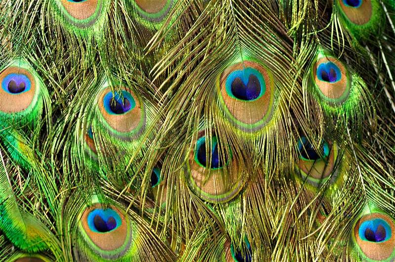 Peacock feathers ,close up shot, stock photo