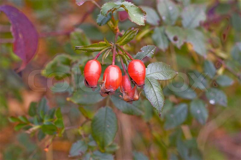 Berries of wild rose are in natural conditions, stock photo