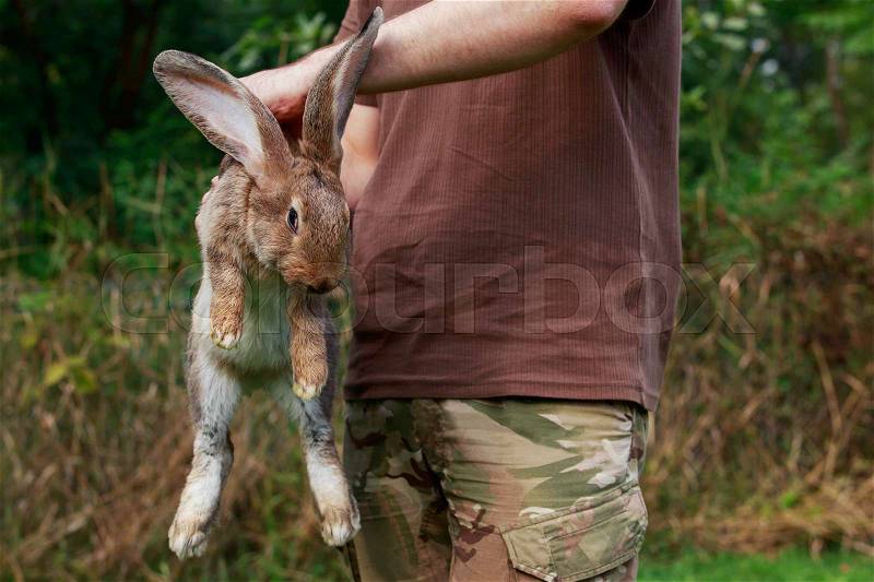 The man is holding in hands a gray rabbit, stock photo
