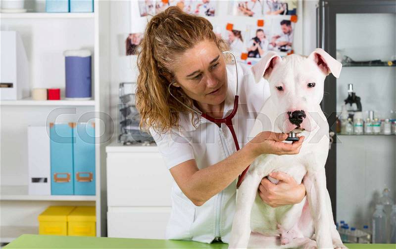 Veterinary by listening to a Dogo Argentino dog in his clinic, stock photo