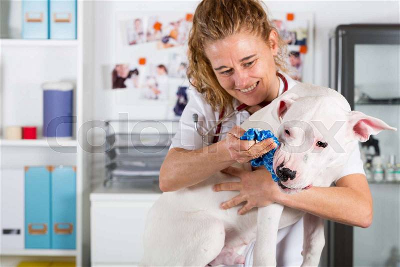 Veterinary by listening to a Dogo Argentino dog in his clinic, stock photo