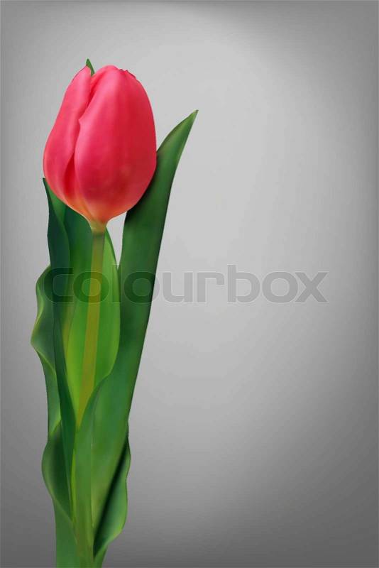 Single red flower tulip over old grey background, vector
