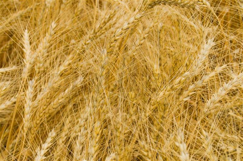 Harvest as gold background, stock photo