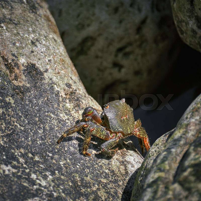 Crab Basking in the Sun on a Rock, stock photo