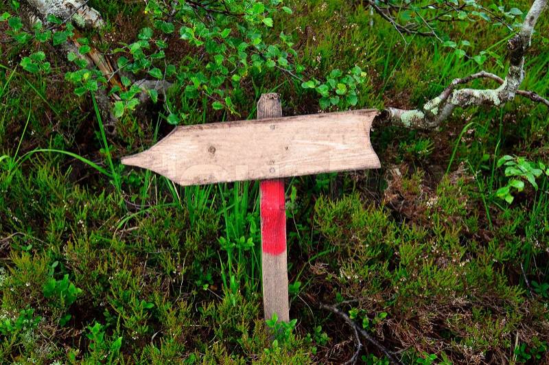 An empty wooden sign placed in the woods, stock photo