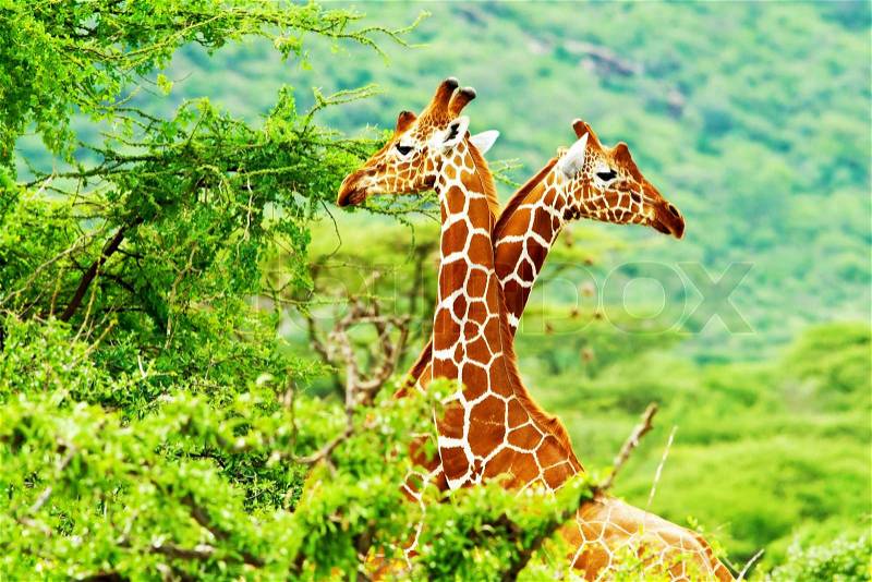 African giraffes family, two animals fighting with necks, beauty of wildlife, safari travel, stock photo