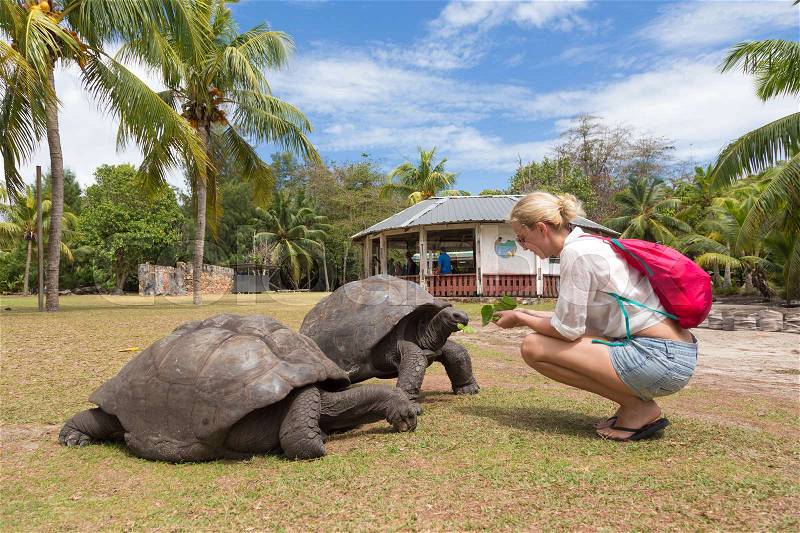 Female tourist woman feeding and admiring big old Aldabra giant tortoises, Aldabrachelys gigantea, in National Marine Park on Curieuse island, close to Praslin on Seychelles, stock photo
