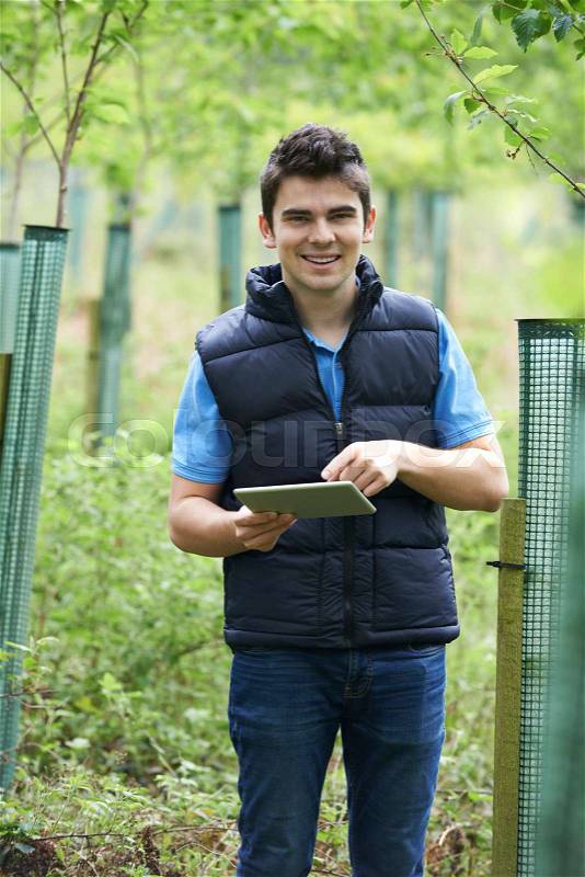 Forestry Worker With Digital Tablet Checking Young Trees, stock photo