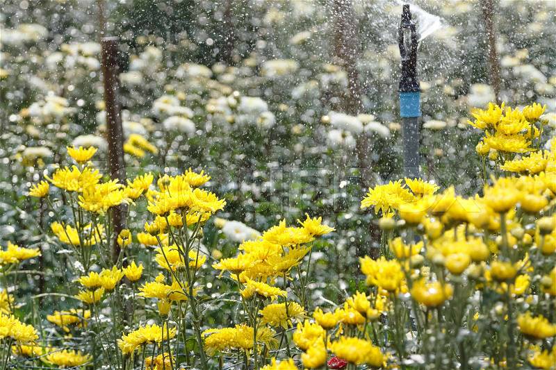 Sprinkler watering in the chrysanthemum flowers farm, stock photo
